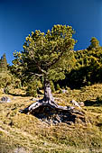Sentiero naturalistico del Lucomagno (Svizzera). Pino cembro.